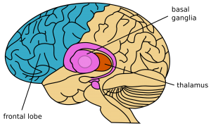Hjerne og tourette syndrom